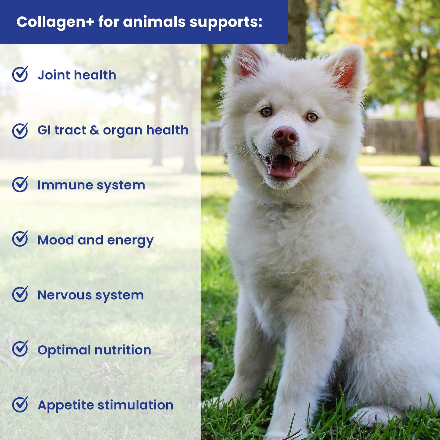 A fluffy white dog sits on grass in a park beside a list titled Collagen+ Multi-Nutrient Food Topper for Dogs & Cats by Infinite Health Labs, with checkmarks for health benefits—an all-in-one collagen supplement for pets.