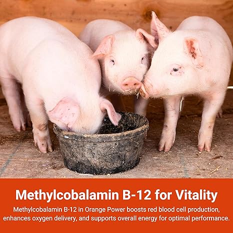 Three pink piglets eat from a black bowl inside a wooden enclosure. Text at the bottom highlights Orange Power by Infinite Health Labs as an appetite stimulant for show animals, boosting energy and red blood cell production.