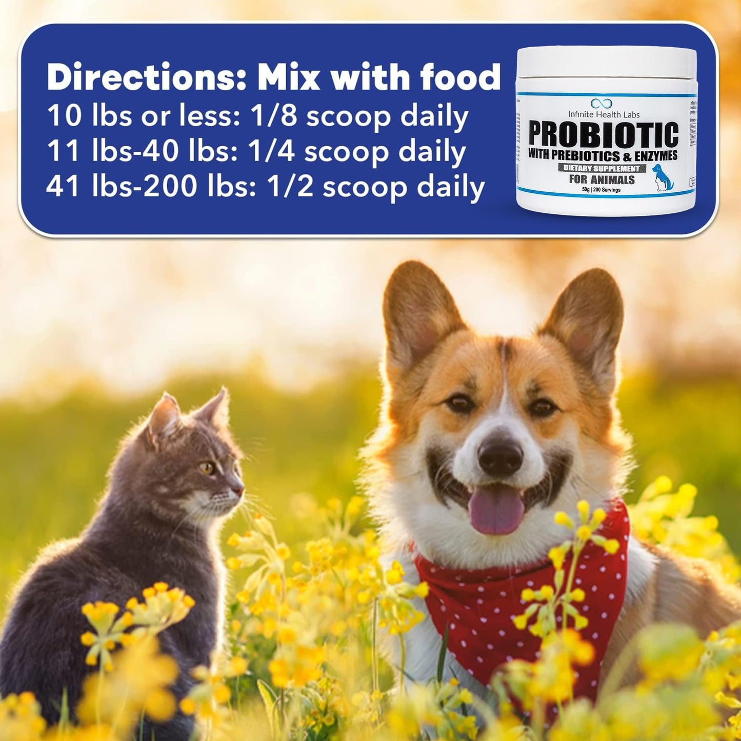 A corgi and a gray cat sit in a field of yellow flowers. Text shows Infinite Health Labs Probiotics for Animals dosing: Mix with food—10 lbs or less: 1/8 scoop, 11-40 lbs: 1/4 scoop, 41-200 lbs: 1/2 scoop daily.