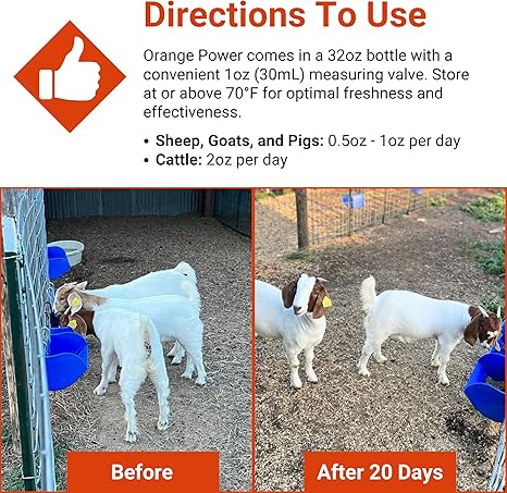 Comparison image shows three goats before and after 20 days with visible improvement. Directions above explain dosage for sheep, goats, pigs, and cattle using Orange Power appetite stimulant by Infinite Health Labs for show animals.