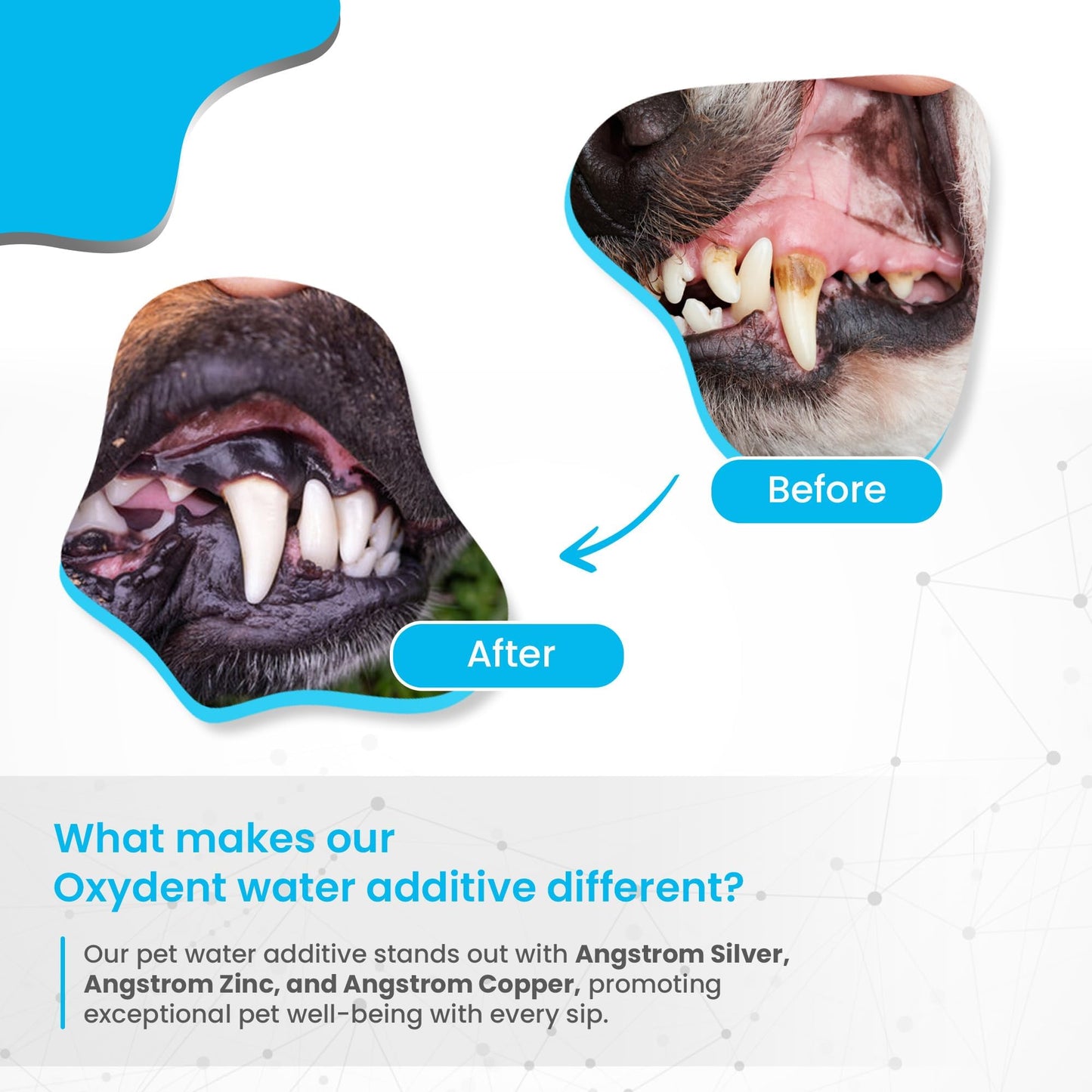 Oxydent Pet Dental Care