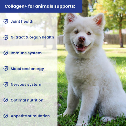 A fluffy white dog sits on grass in a sunny park. Nearby, a list highlights benefits of Infinite Health Labs Collagen+ Dog or Cat Food Topper—supports joints, digestion, immunity, energy, nutrition, and appetite in pets.