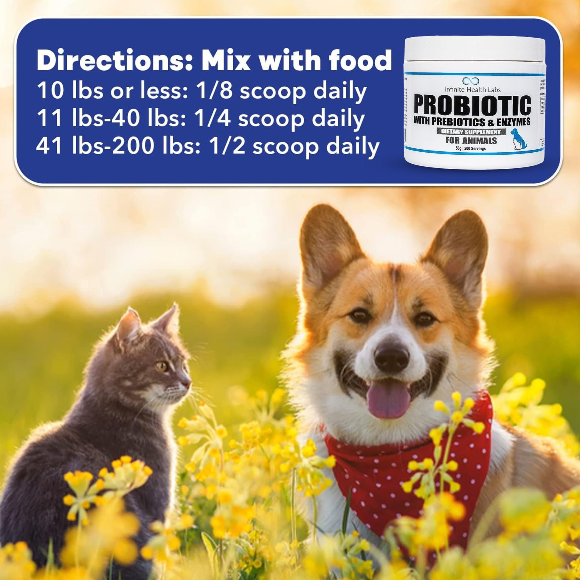 A corgi and a gray cat sit in a field of yellow flowers. Text shows Infinite Health Labs Probiotics for Animals dosing: Mix with food—10 lbs or less: 1/8 scoop, 11-40 lbs: 1/4 scoop, 41-200 lbs: 1/2 scoop daily.
