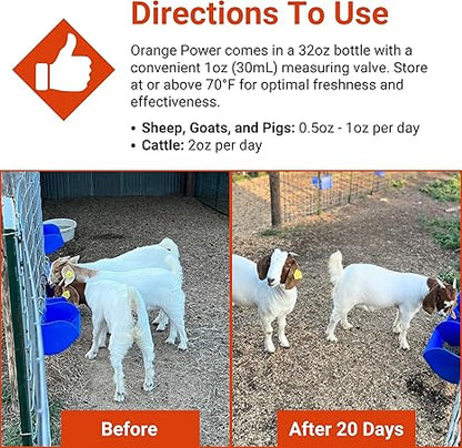 Comparison image shows three goats before and after 20 days with visible improvement. Directions above explain dosage for sheep, goats, pigs, and cattle using Orange Power appetite stimulant by Infinite Health Labs for show animals.