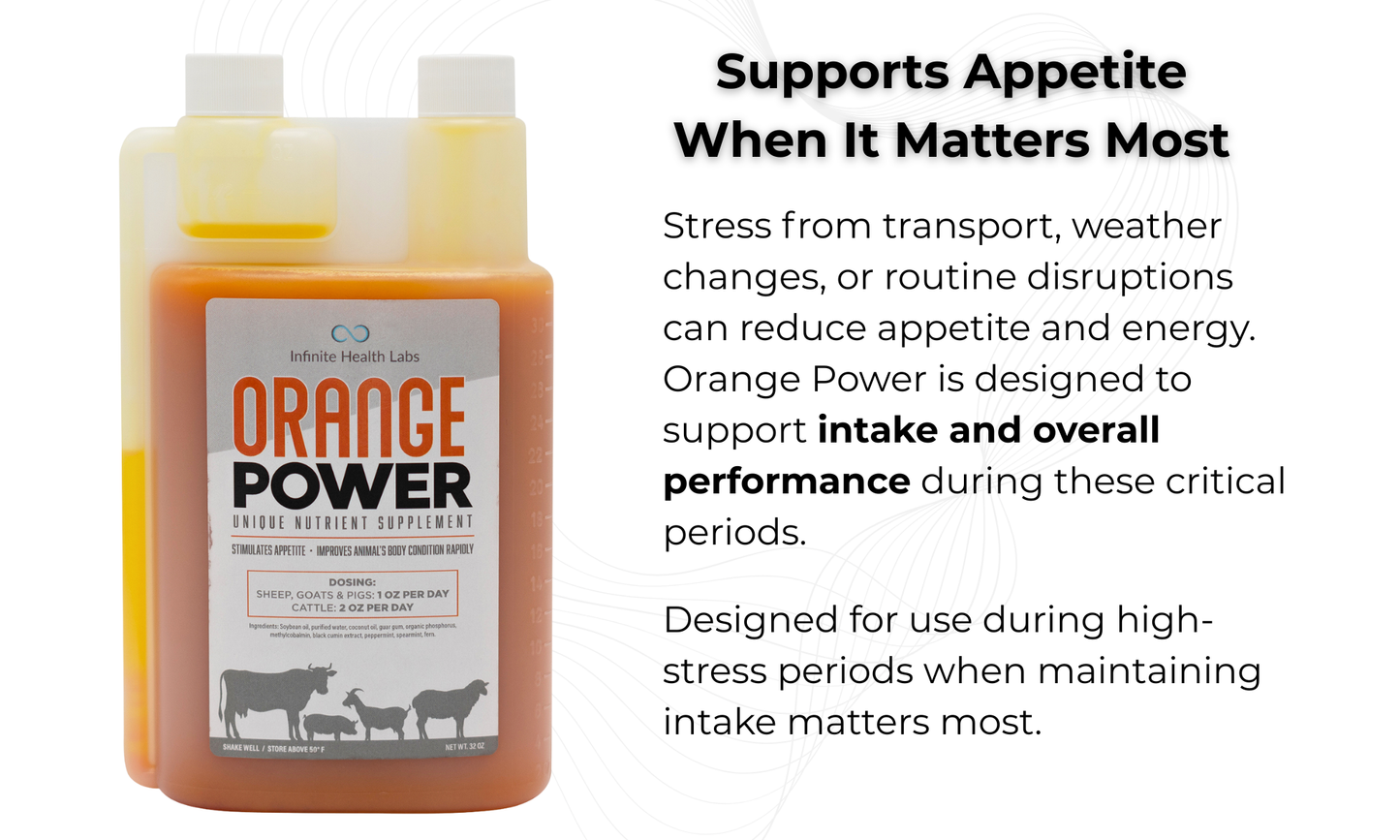 A bottle of Infinite Health Labs Orange Power liquid nutrient supplement for livestock supports intake and performance during stress, like transport or weather changes. With an appetite stimulant, it's ideal for show animals with reduced appetite.