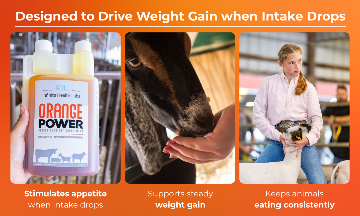 Three images show: a hand holding Infinite Health Labs Orange Power supplement bottle; a person feeding a goat; a girl holding a goat. Captions highlight appetite stimulation, weight gain support, and consistent eating for show animals.
