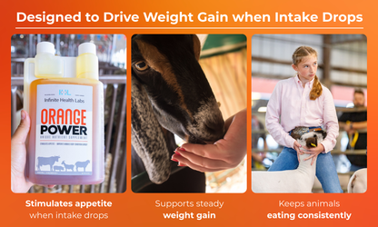 Three images show: a hand holding Infinite Health Labs Orange Power supplement bottle; a person feeding a goat; a girl holding a goat. Captions highlight appetite stimulation, weight gain support, and consistent eating for show animals.