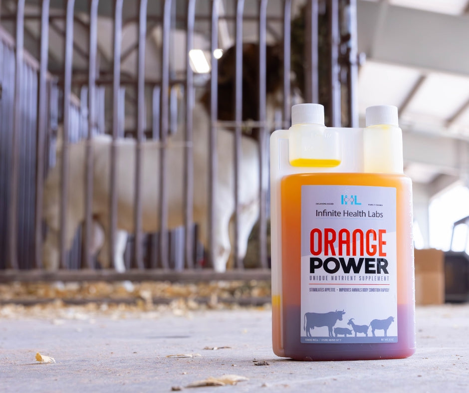 A bottle of Infinite Health Labs Orange Power stands on a barn floor with blurred livestock and fencing in the background. This liquid supplement supports metabolic performance in cattle, sheep, goats, and pigs.