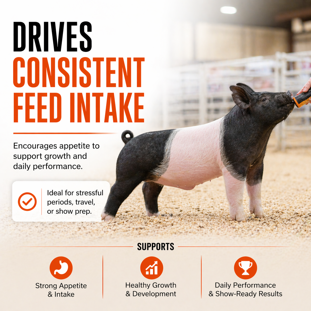 A person feeds a black and white pig in a barn. Text highlights benefits of Orange Power™ B12 Performance Drench by Infinite Health Labs—boosted appetite, healthy growth, and show animal performance—shown with icons.
