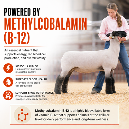 In an arena, a person in blue pets a white and black sheep. Informational text features Infinite Health Labs' Orange Power™ B12 Performance Drench, an appetite supplement for energy, blood health, and improved show animal performance; orange vitamin structure shown.