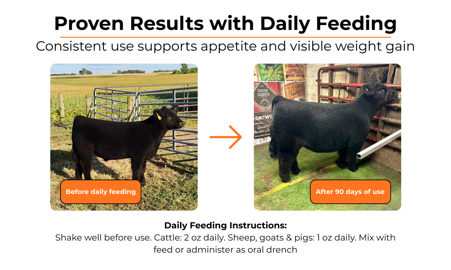 Side-by-side images show a cow before and after 90 days on Infinite Health Labs’ Orange Power liquid supplement, with visible weight gain. Text includes dosage instructions for cattle, sheep, goats, and pigs.