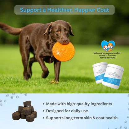 A brown dog runs on grass with an orange disc. Two Infinite Health Labs Dog Skin & Coat Soft Chews containers display a “Veterinarian recommended” badge. Key points: omega-3, biotin & collagen for daily skin and coat health.