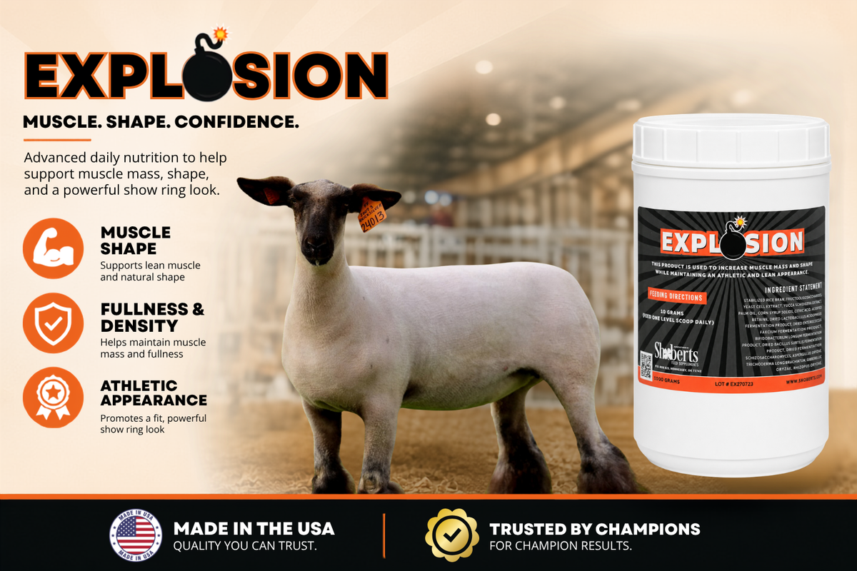 A white show lamb stands in a barn beside a container of Explosion Livestock Supplement by Infinite Health Labs. Icons highlight its benefits for muscle growth, shape, and density support in show animals. Made in the USA and trusted by champions badges are also displayed.